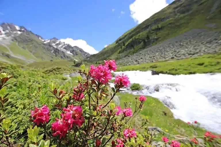 Alpenrosen - Wandern in Tirol